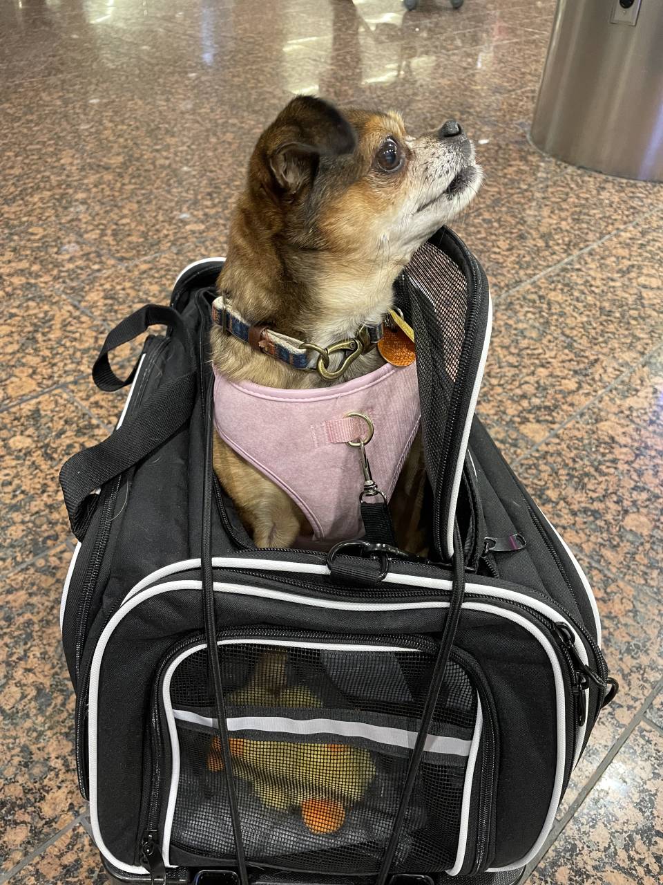 Pet travel photo 4