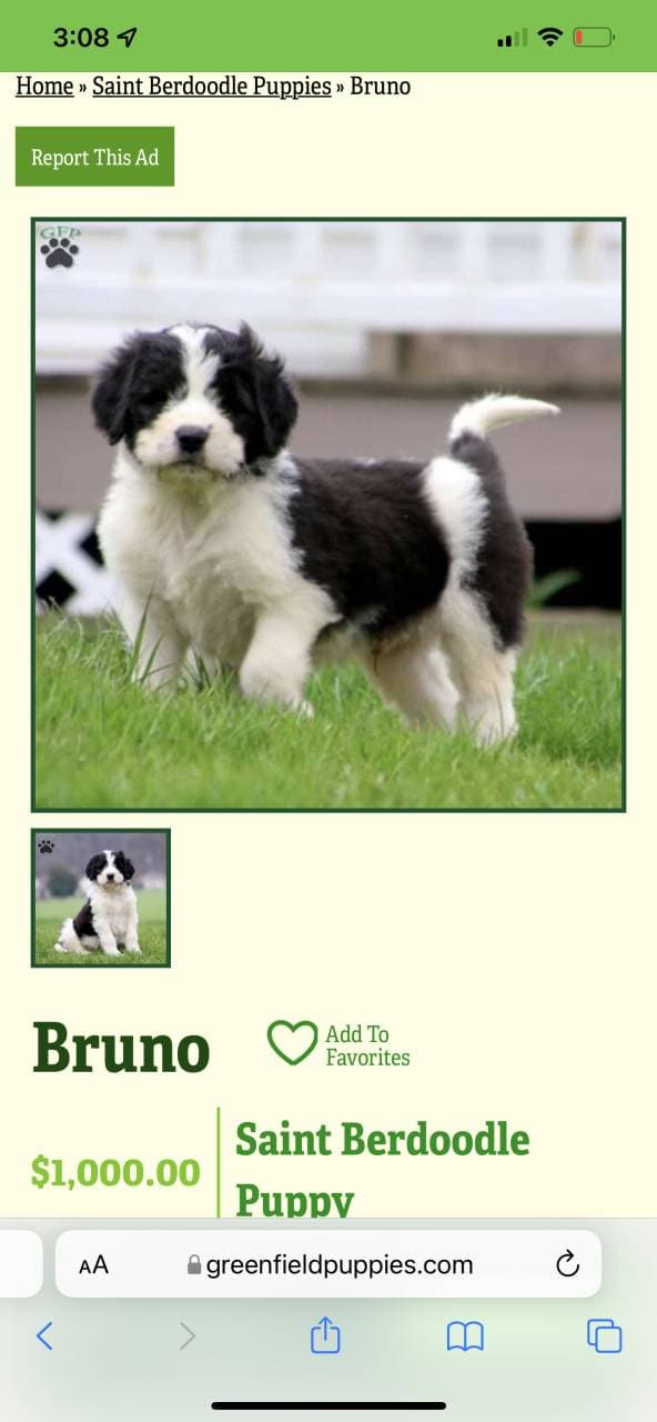 Bruno