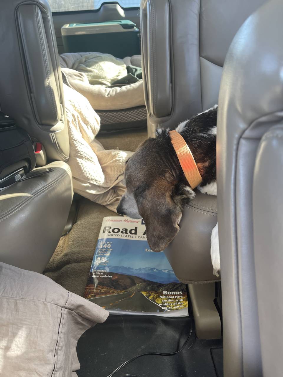 Pet travel photo 3