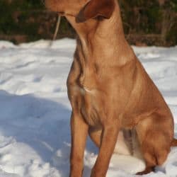 Labrador Retriever named Dottie
