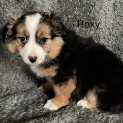 Mini Aussiedoodle named Roxy