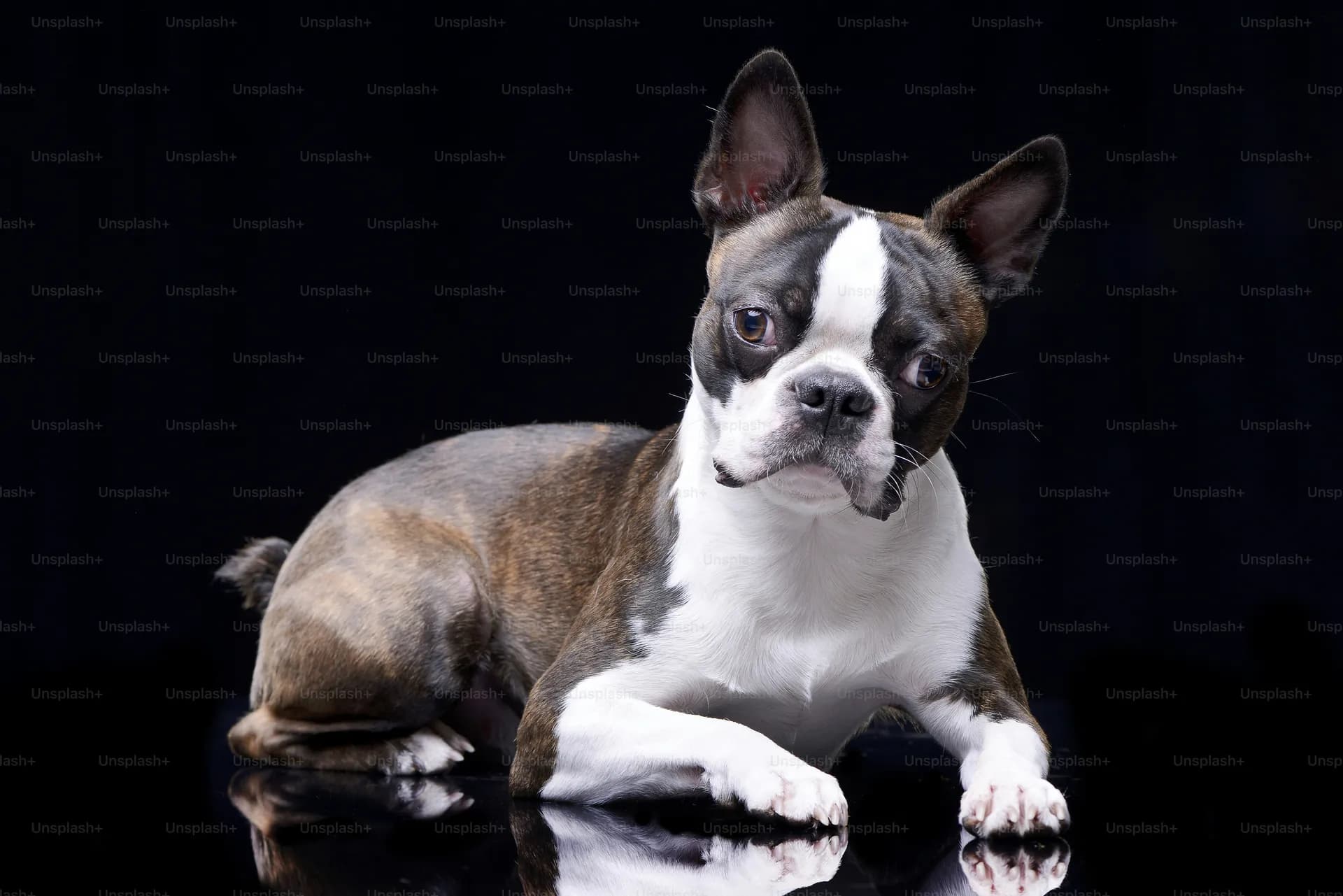Boston Terrier