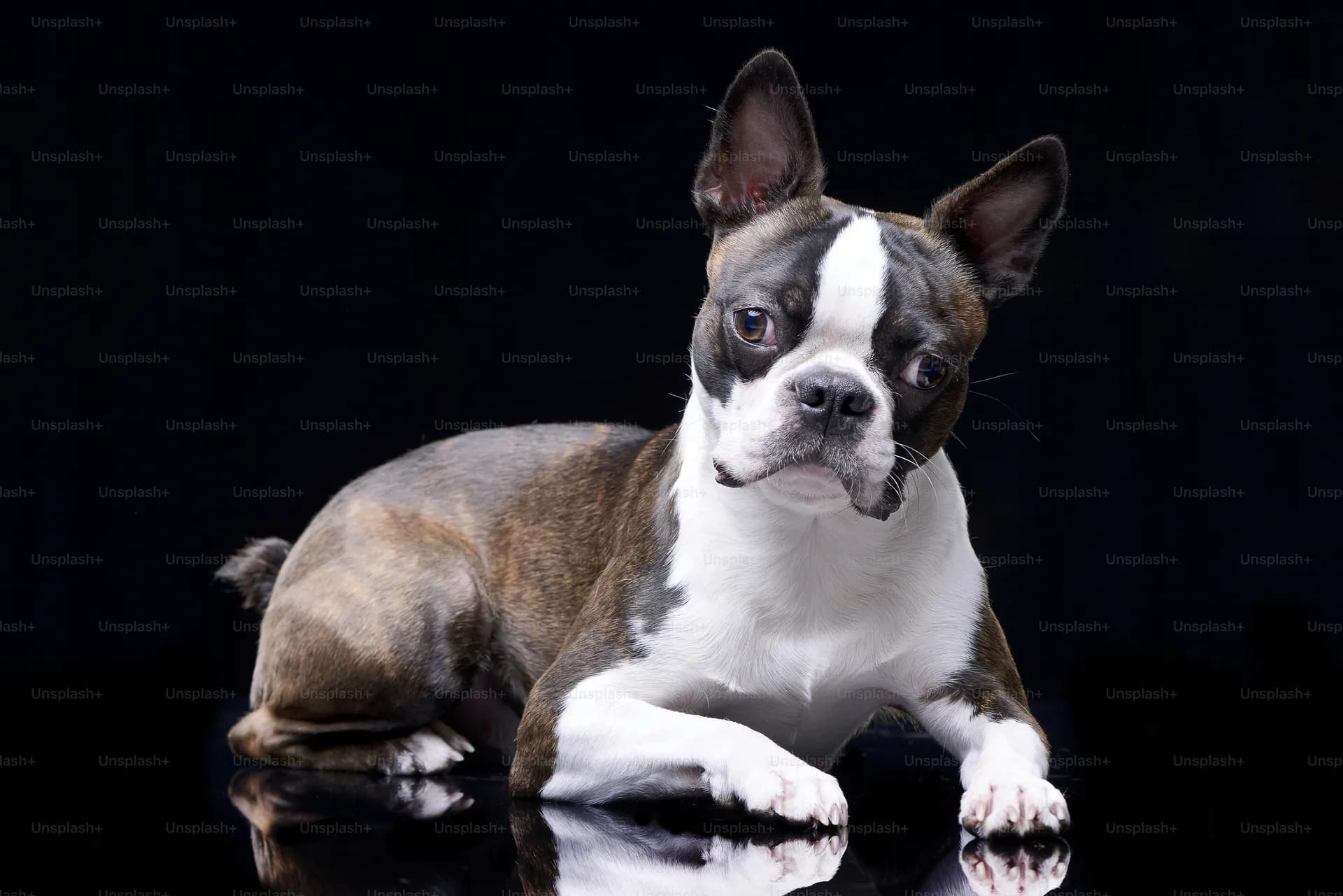 A Boston Terrier with a brindle and white coat lies down on a reflective black surface, facing the camera. The background is also black, highlighting the dog's poised elegance.