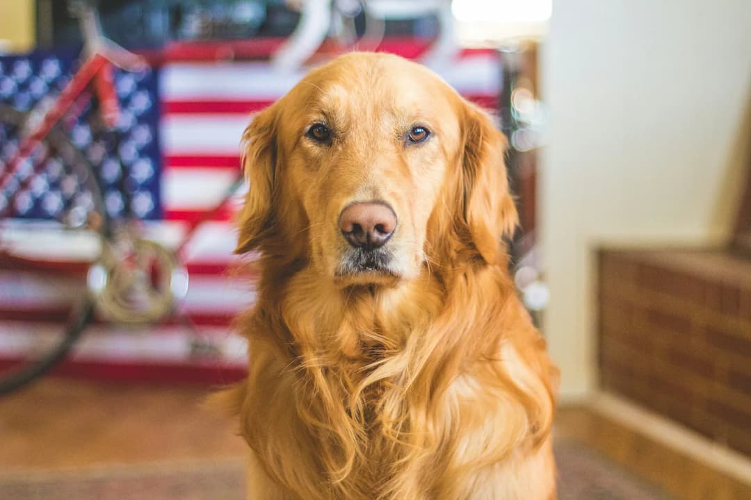 A Golden Retriever sits indoors, its loyal eyes gazing ahead with a blurred American flag in the background.