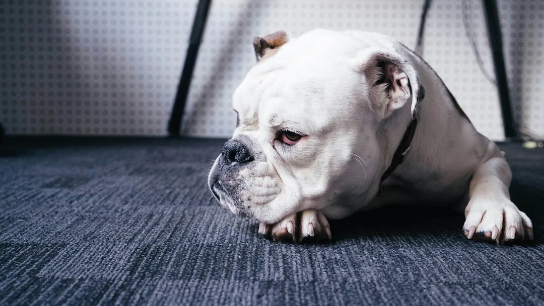 A white Bulldog with a collar lies on a gray carpet, looking to the side with a thoughtful expression.