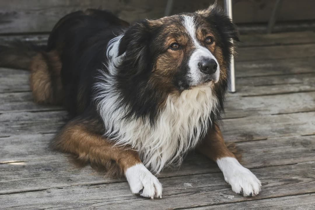 A Collie with a long, thick coat of black, white, and tan fur lies on a wooden floor, looking attentively to the side.