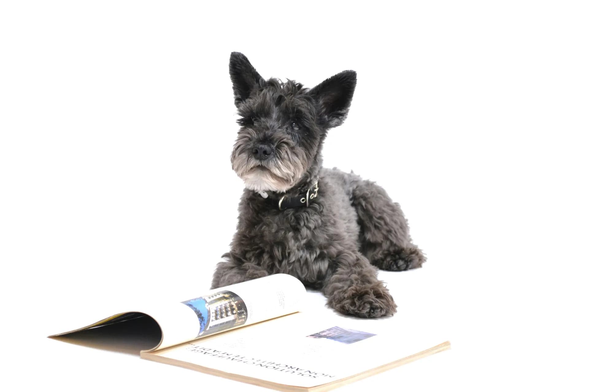 A small black Scottish Terrier with pointed ears and a fluffy coat lies down with its front paws on an open magazine, looking directly at the camera. The background is plain white.