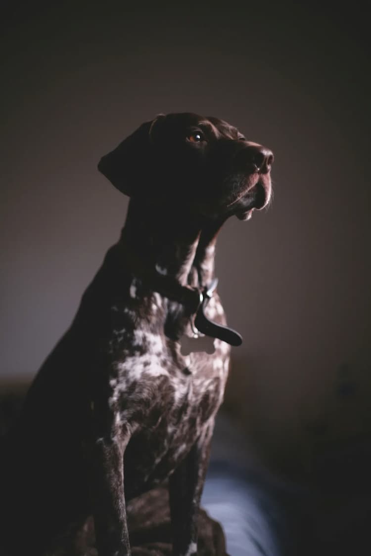 A dark brown and white Pointer with a collar sits attentively, partially illuminated by soft lighting in a dimly lit room.