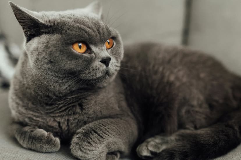 A grey British Shorthair with bright orange eyes is lying down and looking to the side.