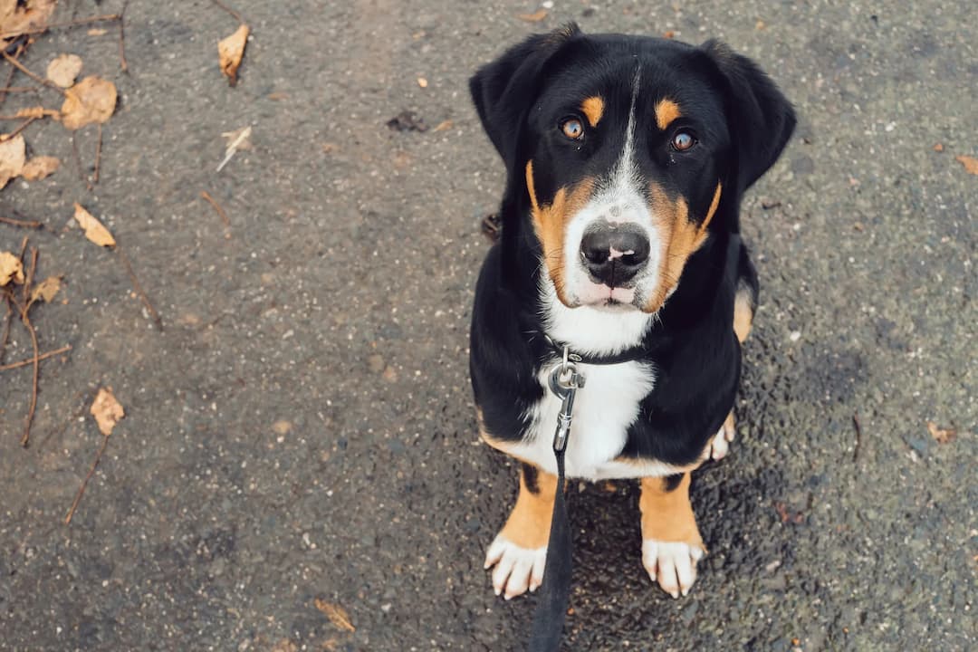 A black, brown, and white Bernese Mountain dog with a leash sits on a pavement surrounded by fallen leaves, looking up.