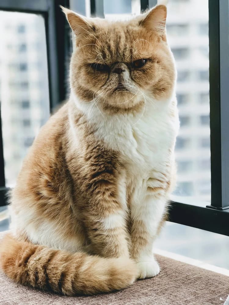 A grumpy orange and white Exotic Shorthair sits on a balcony ledge, with a cityscape visible in the blurred background.