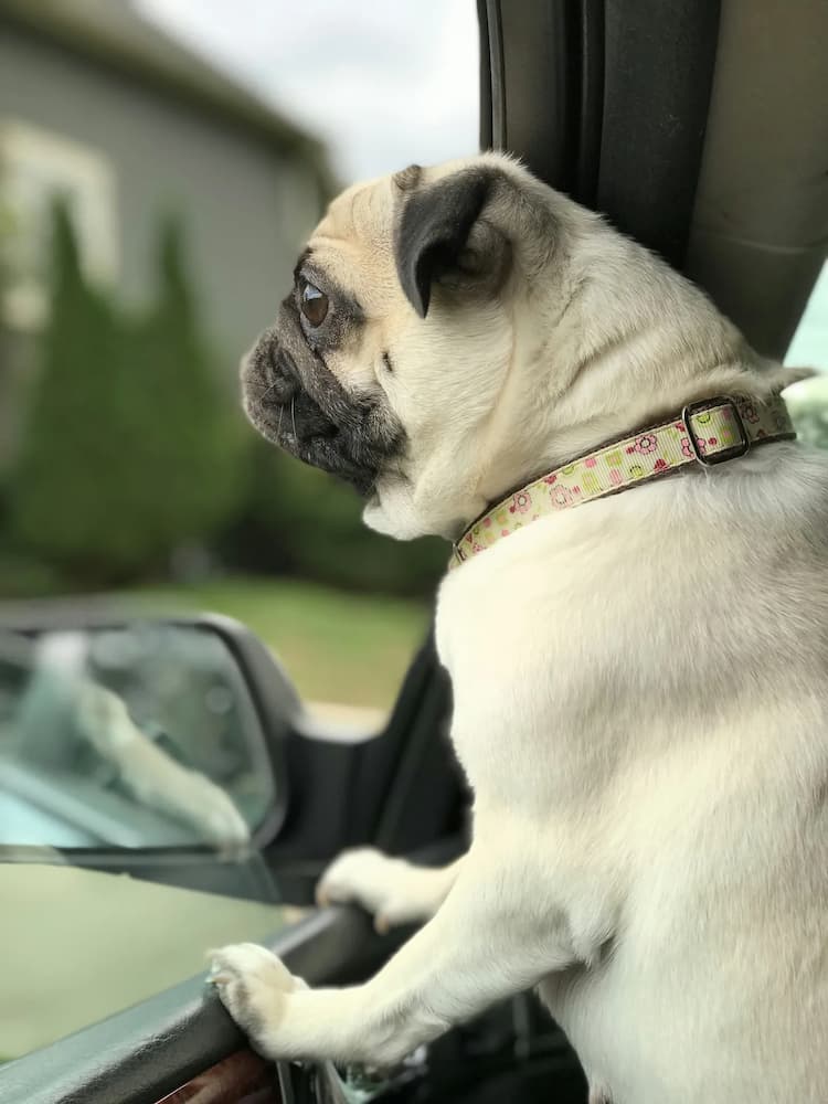 A pug with a colorful collar looks out of an open car window, appearing alert and curious, with greenery and a house visible in the background. The dog seems intrigued by the sights outside.