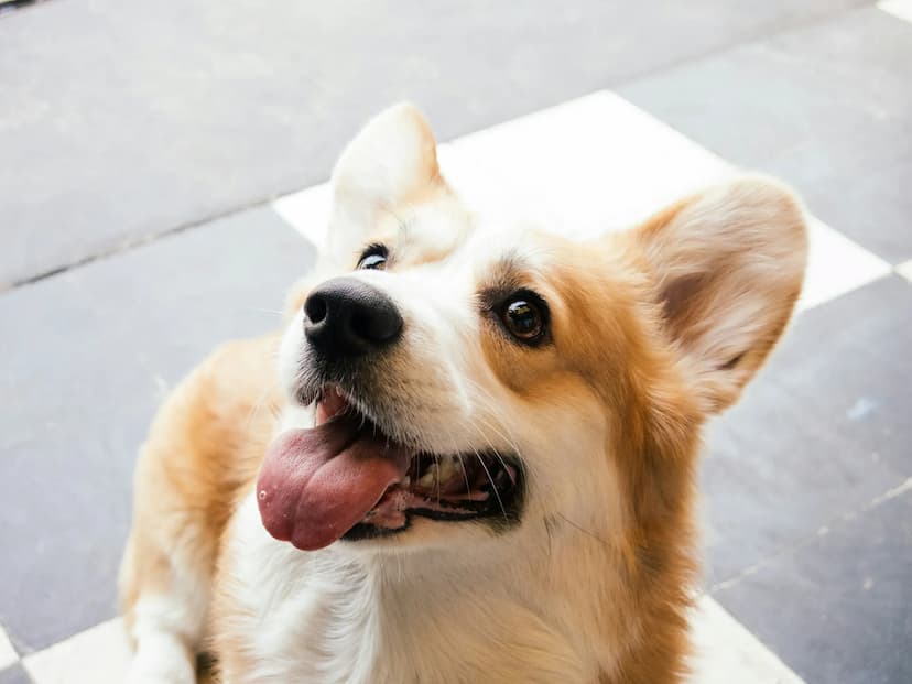 A brown and white Cardigan Welsh Corgi with large ears and a happy expression sits on a tiled floor with its tongue out.