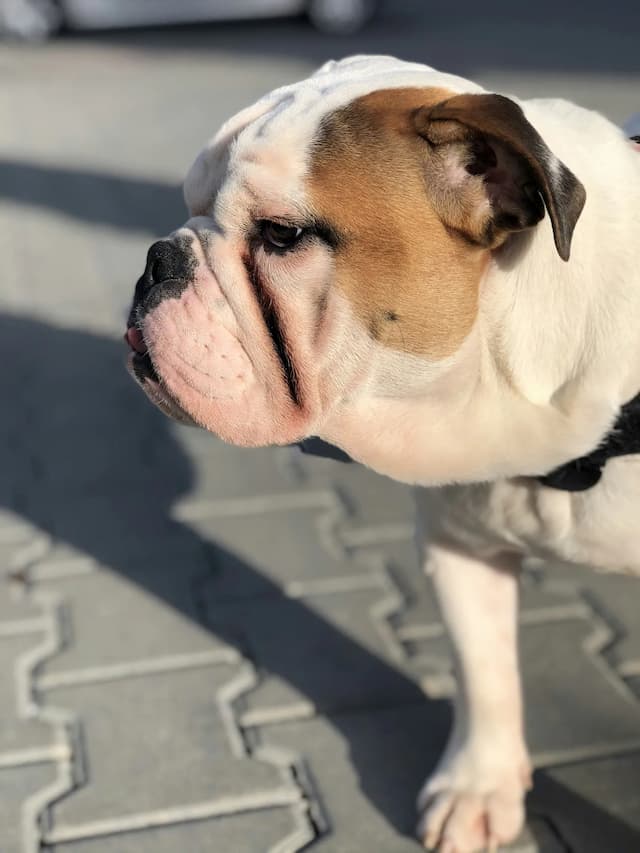 A close-up of a dog with a white and brown coat, standing on a tiled surface in the sunlight.