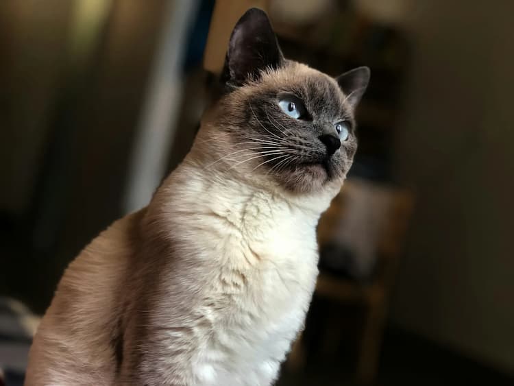 A Siamese cat with striking blue eyes and a cream-colored coat sits indoors, the quintessential elegance of the breed, looking intently to the side.