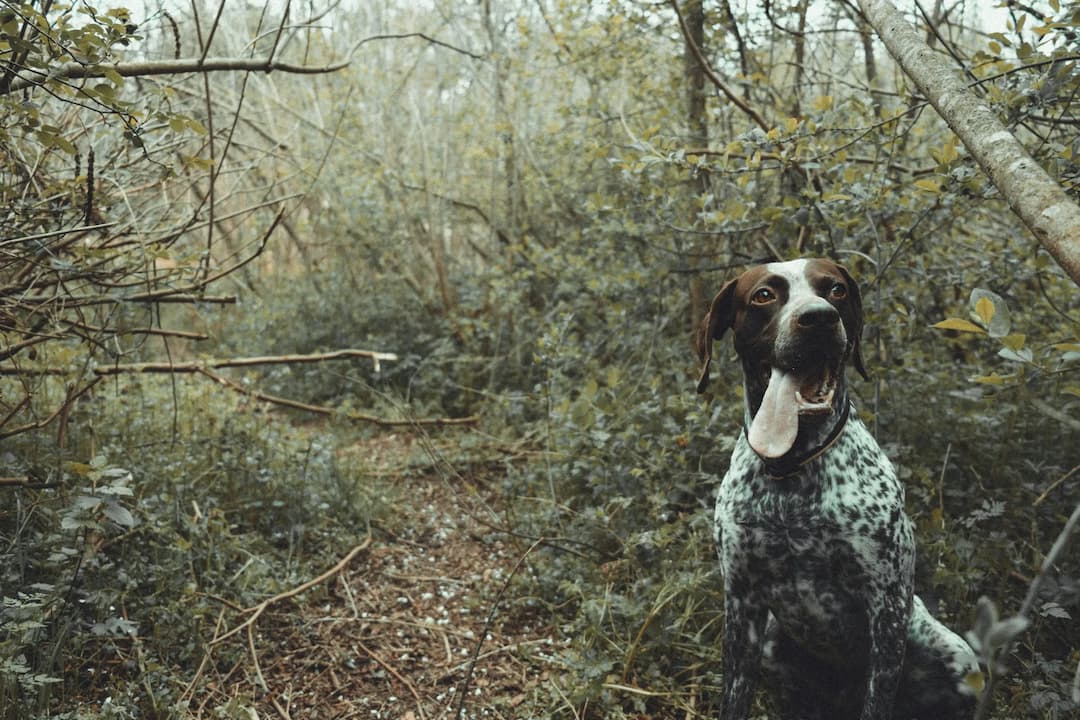 A brown and white German Shorthaired Pointer with its tongue out is standing on a narrow, dirt path in a dense, wooded area filled with greenery and trees.