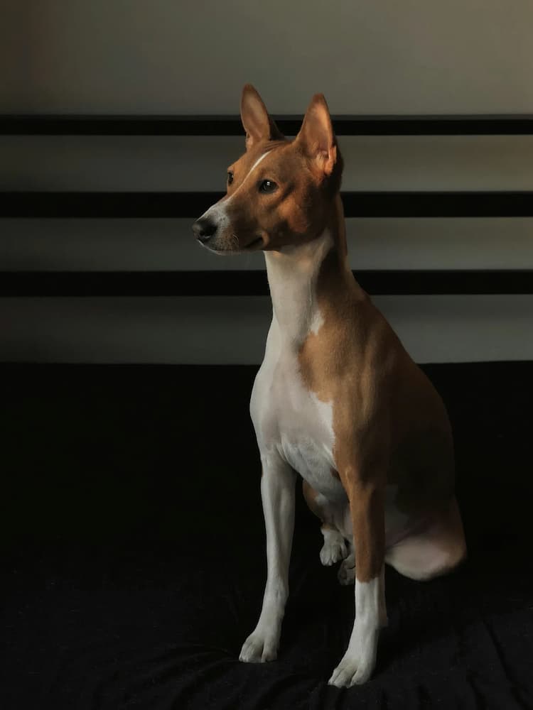 A brown and white Basenji with erect ears sits on a dark-colored surface in a dimly lit room with a black horizontal railing in the background.