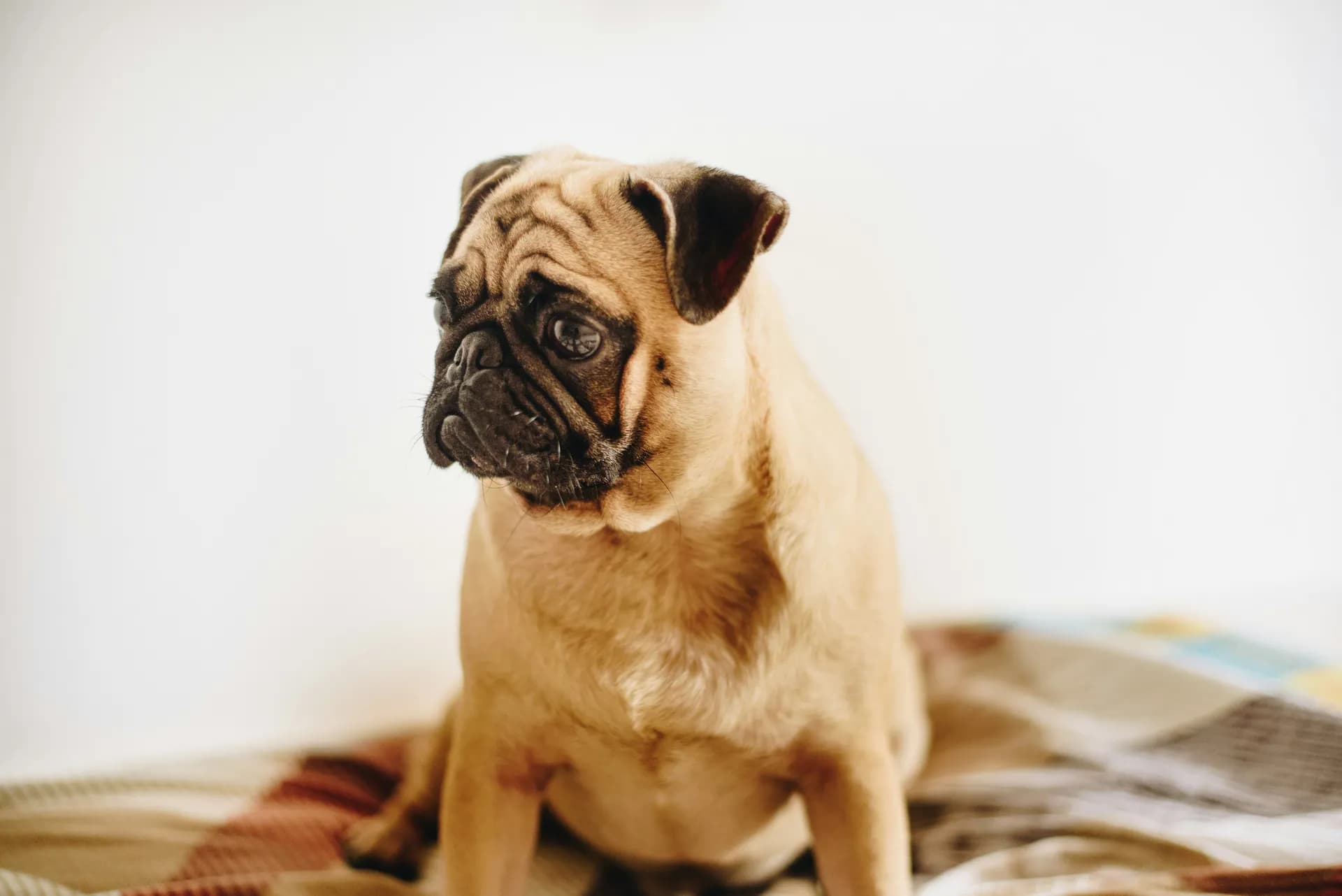 Pug