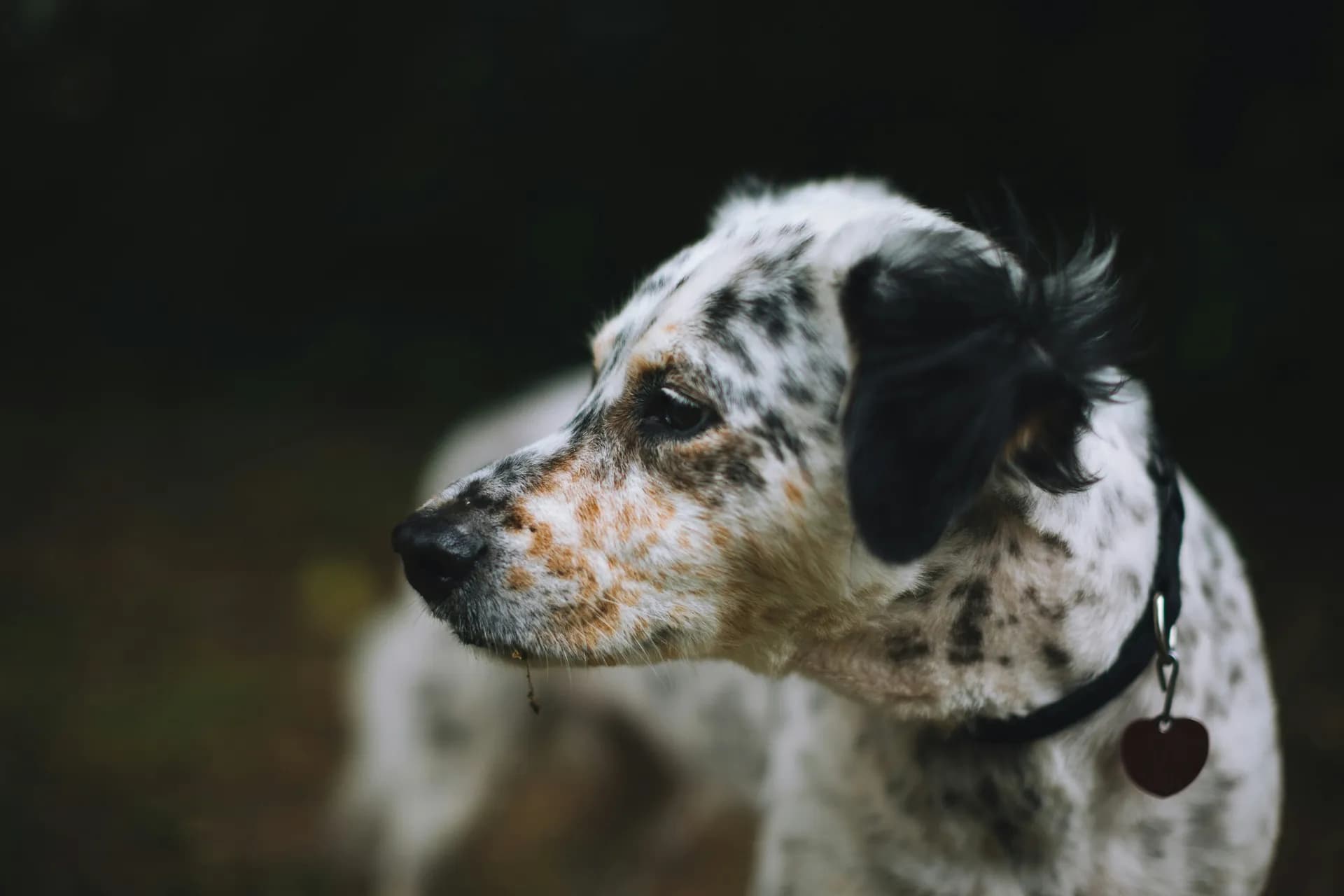 A close-up of a white English Setter with black spots. The dog is wearing a black collar with a heart-shaped tag and is gazing to the left side. The background is dark and out of focus.