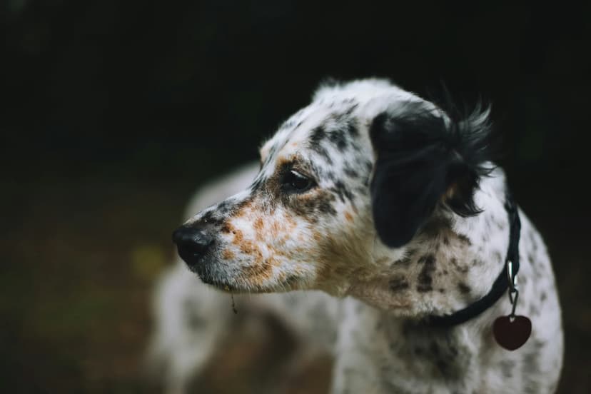 A close-up of a white English Setter with black spots. The dog is wearing a black collar with a heart-shaped tag and is gazing to the left side. The background is dark and out of focus.