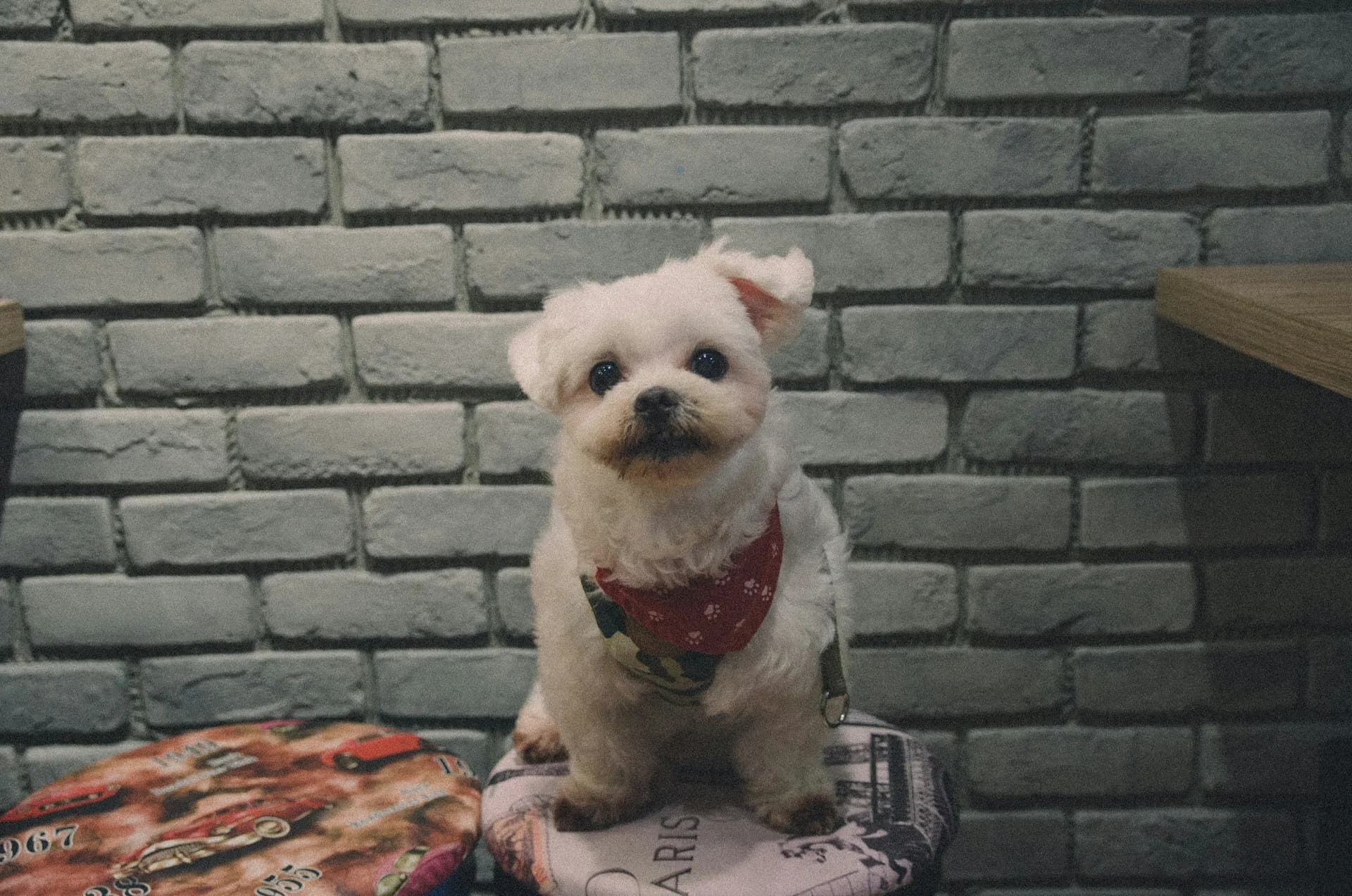 Maltese