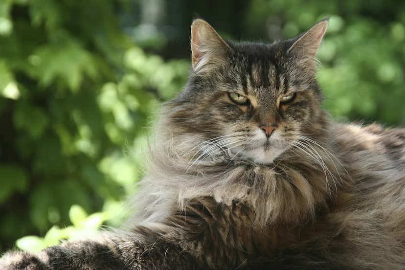 A long-haired Maine Coon with a serious expression lounges outside, surrounded by green foliage.