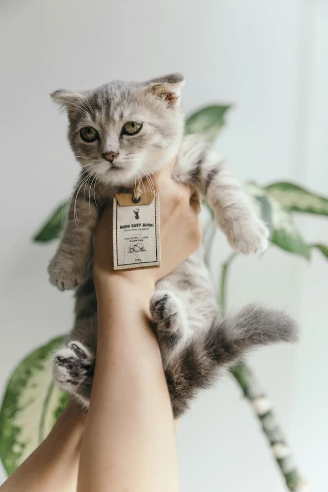 A small grey Munchkin kitten with a collar and tag is being held up by a hand. There is a green, leafy plant in the background.