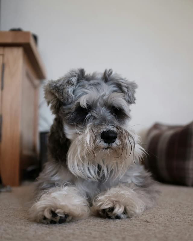 A gray and white Miniature Schnauzer lies on a carpeted floor near a wooden piece of furniture, with a plaid pillow in the background.