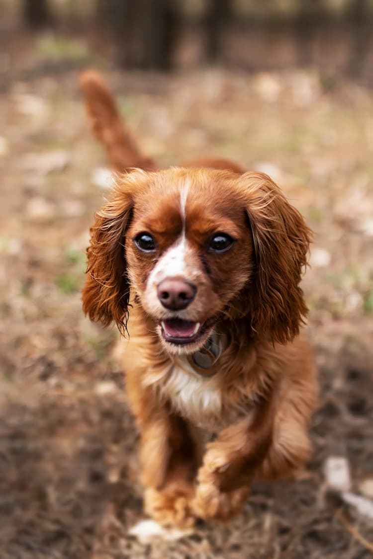 A small Cavalier King Charles Spaniel with floppy ears and white markings on its face is running outdoors on a dirt path, looking directly at the camera.