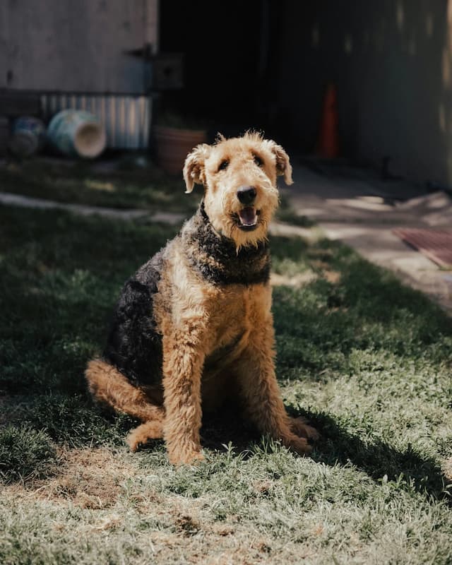 A large, tan and black Airedale Terrier sits on a grassy lawn, looking at the camera with its mouth slightly open. The background shows various objects and a shaded area.