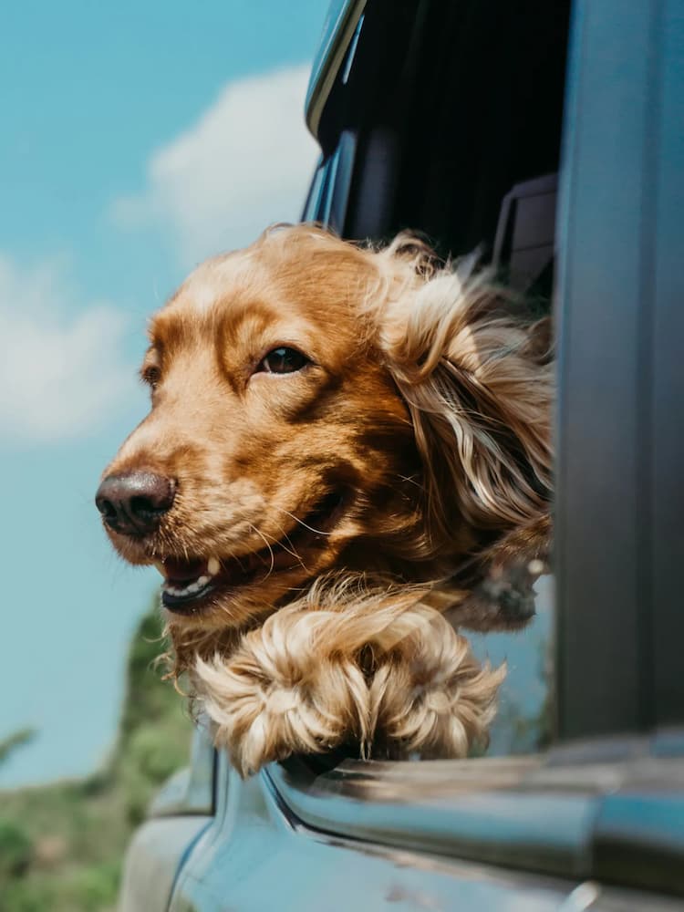 An English Cocker Spaniel with long, tan fur leans out of a car window, enjoying the breeze.