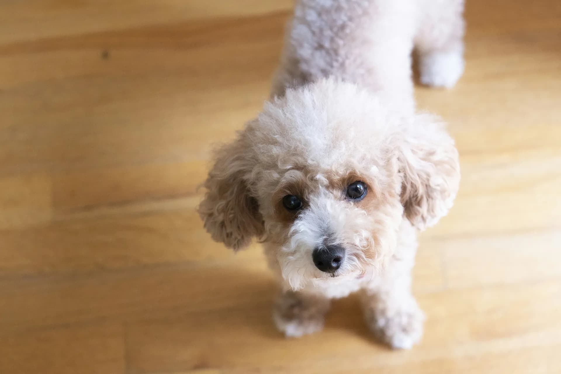 Toy Poodle