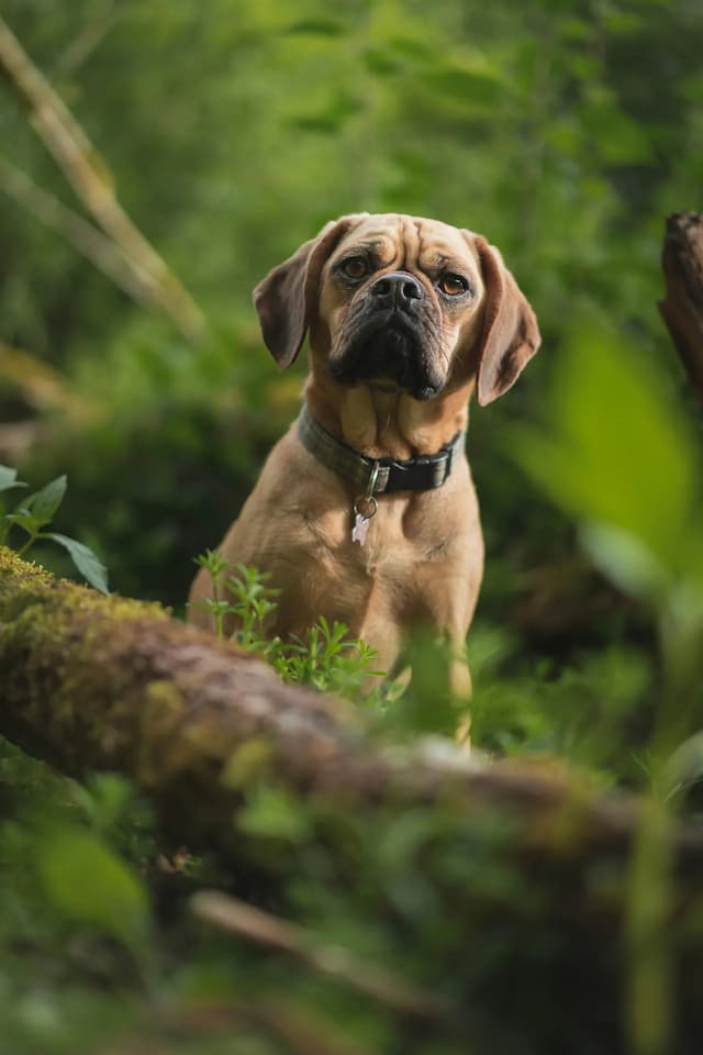 A tan Puggle with a black collar stands in a lush, green forest area, looking towards the camera.