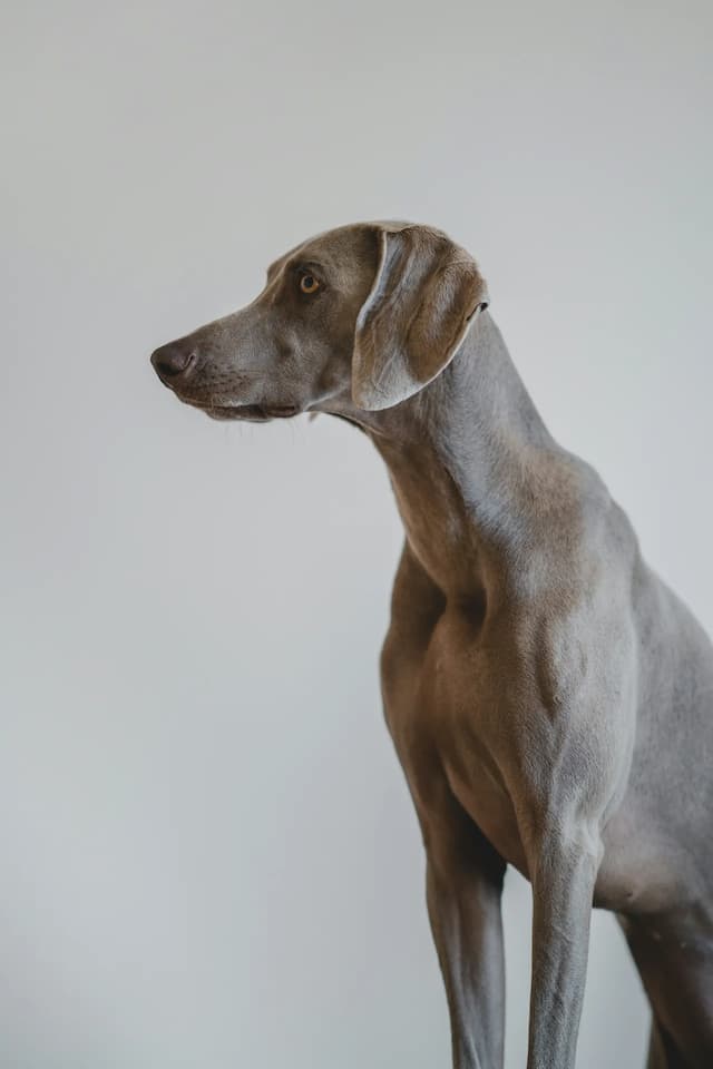 A sleek gray Weimaraner stands against a plain white background, facing left with its head slightly raised.