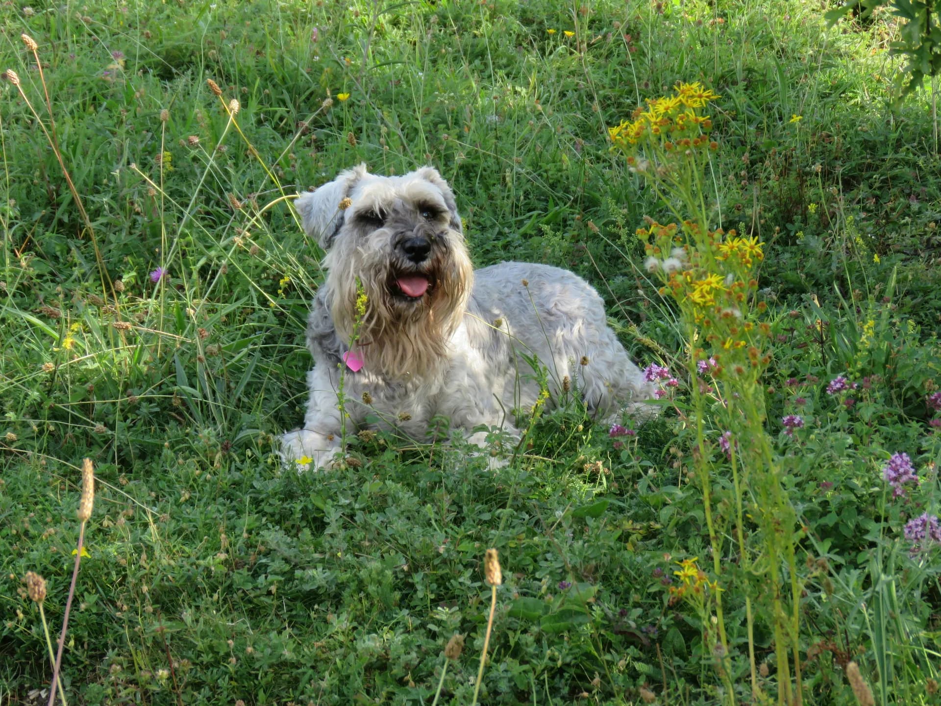 Standard Schnauzer