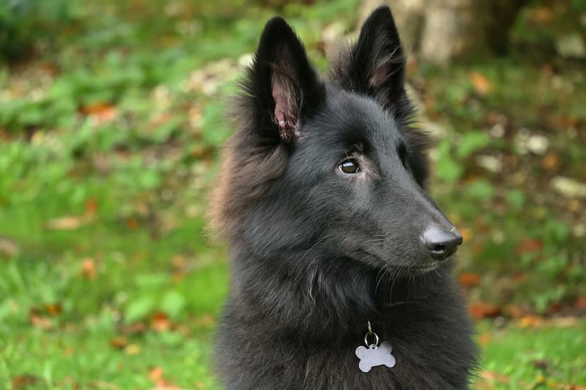 A black Belgian Sheepdog with fluffy fur and pointed ears stands outdoors, wearing a bone-shaped tag on its collar. The background is filled with green grass and scattered leaves.