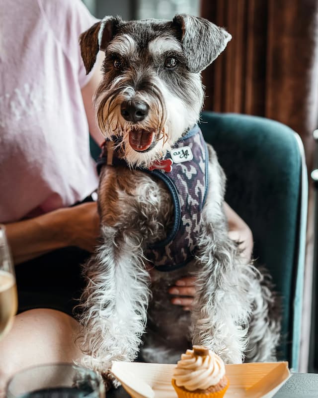 A small Standard Schnauzer with a gray and white coat, wearing a harness, sits on a person's lap at a table. A cupcake topped with frosting is placed in front of the dog.