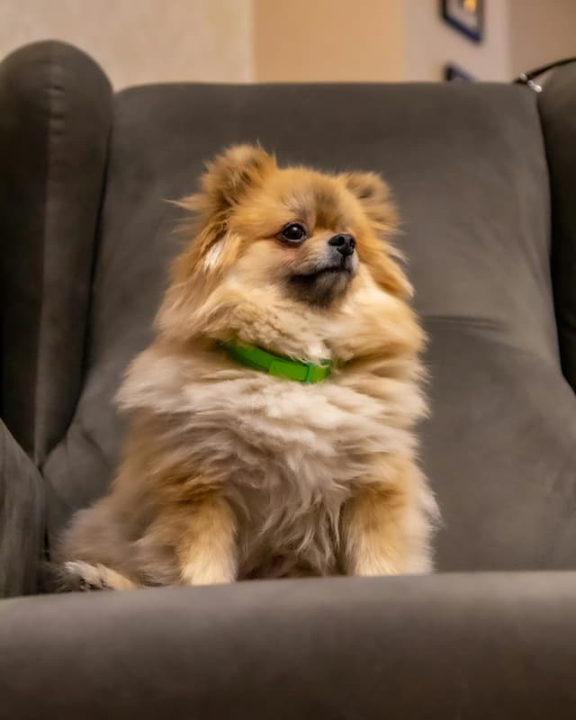 A small fluffy Pomeranian with a green collar sits on a dark gray chair, looking slightly to the side.