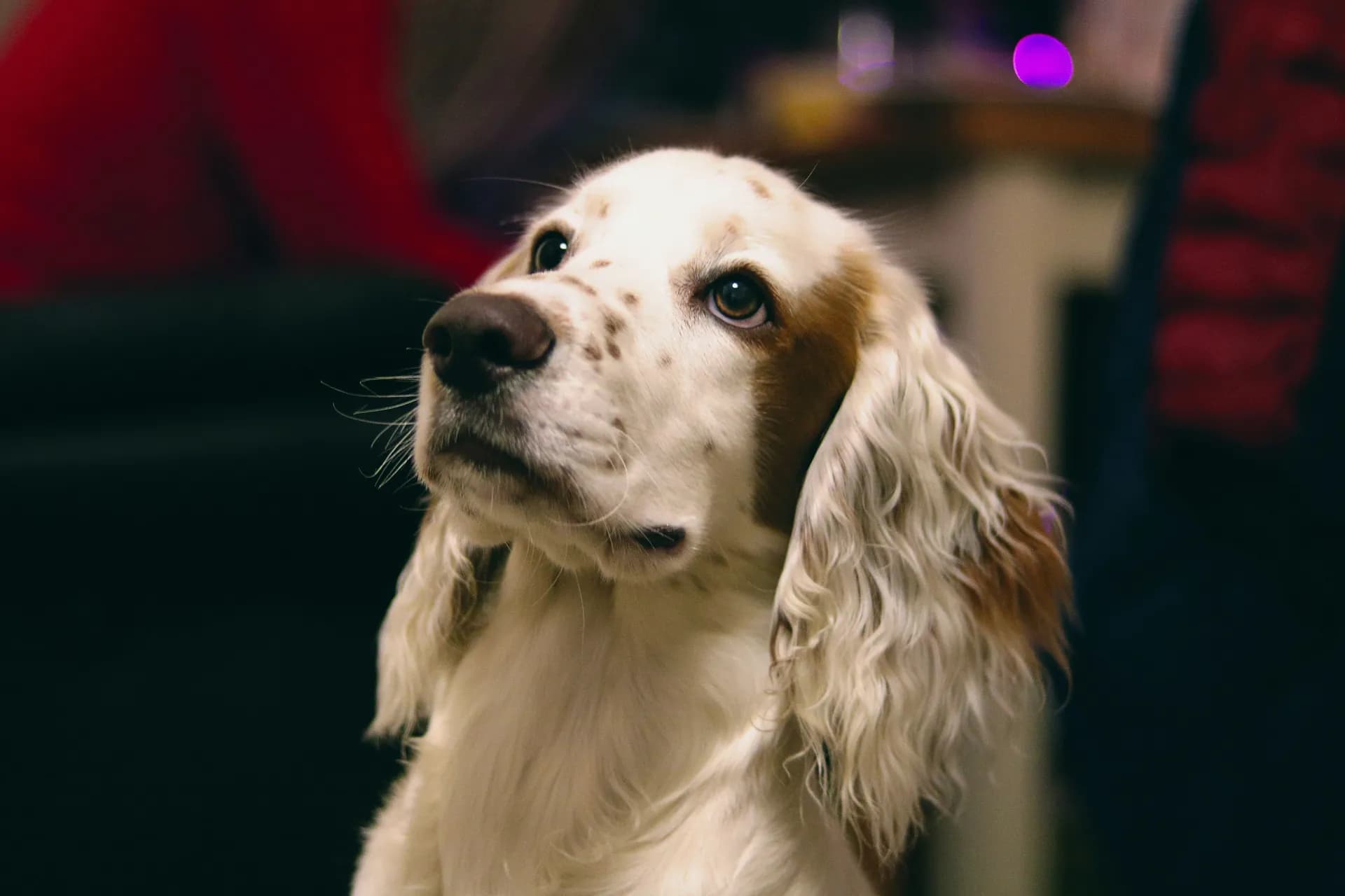 English Cocker Spaniel