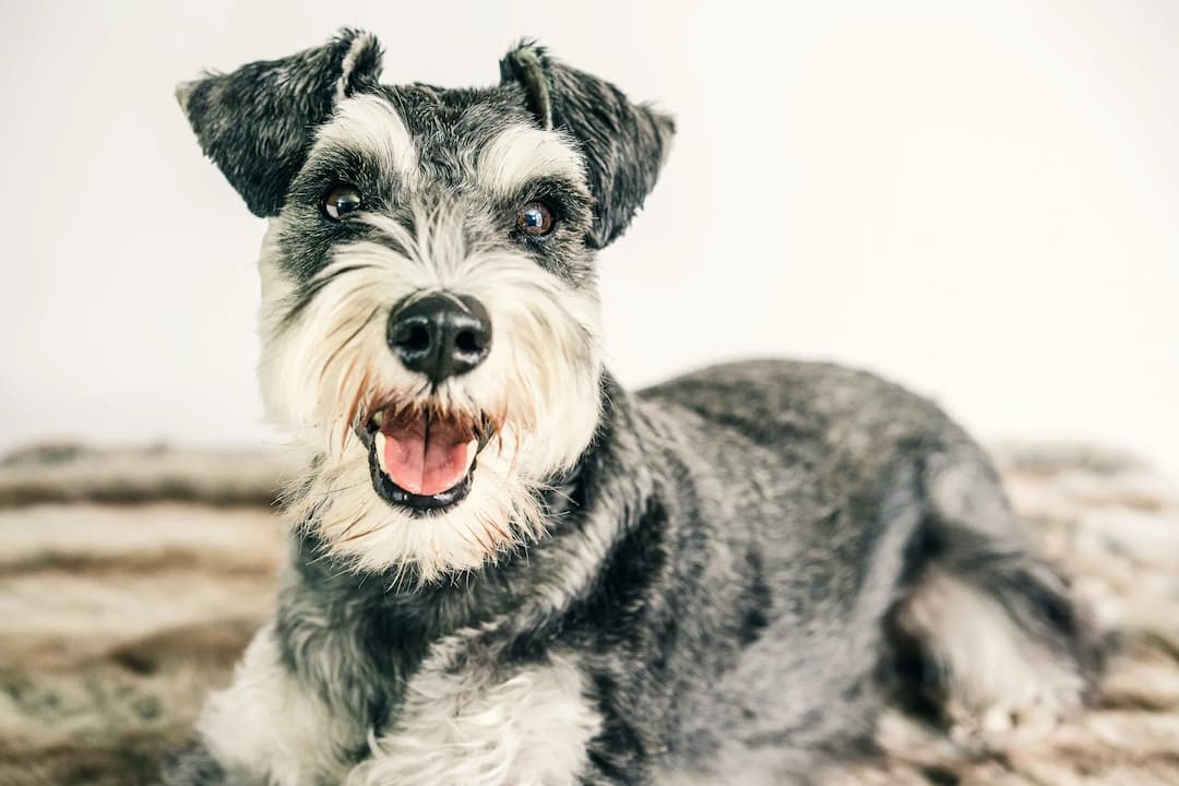 A grey and white Miniature Schnauzer with cropped ears lies on a fuzzy blanket, looking at the camera with an open mouth.