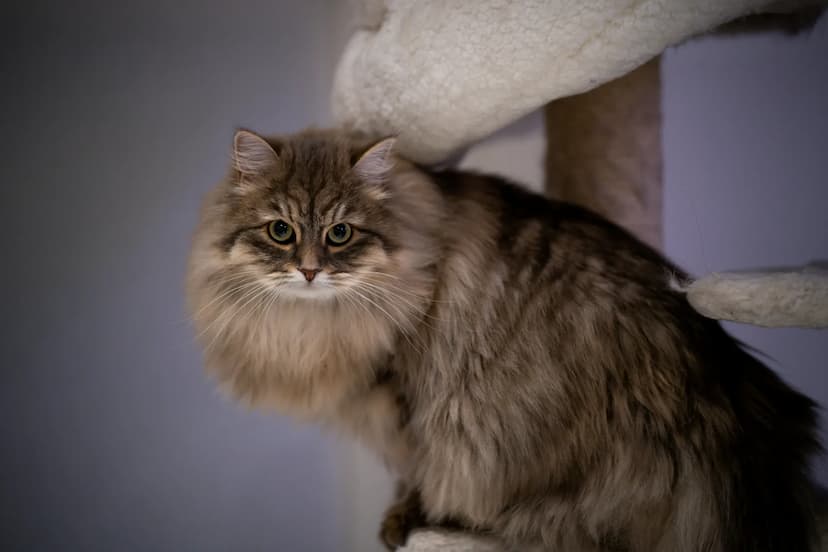 A fluffy Siberian cat with brown and white fur and green eyes sits on a multi-level cat tree, looking directly at the camera.