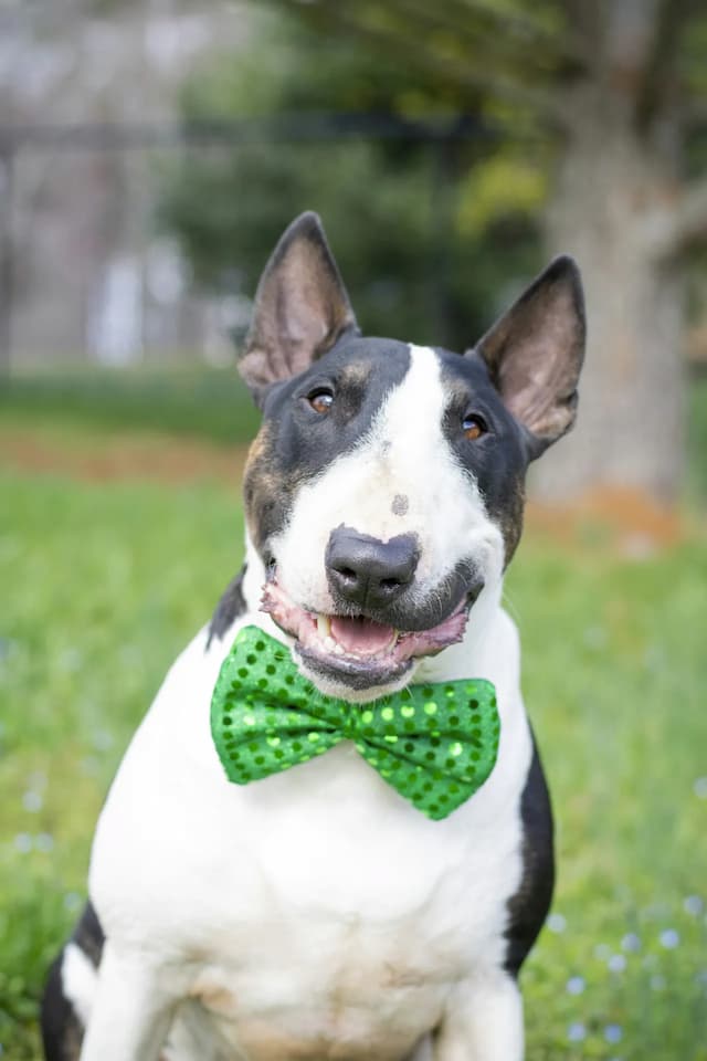 A black and white Bull Terrier with a green bow tie is sitting outdoors on grass, facing the camera.