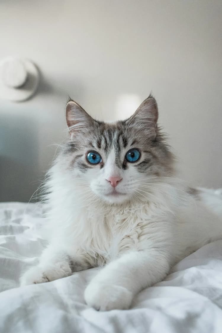 A fluffy white and gray Ragdoll cat with blue eyes rests on a white bed, looking directly at the camera.