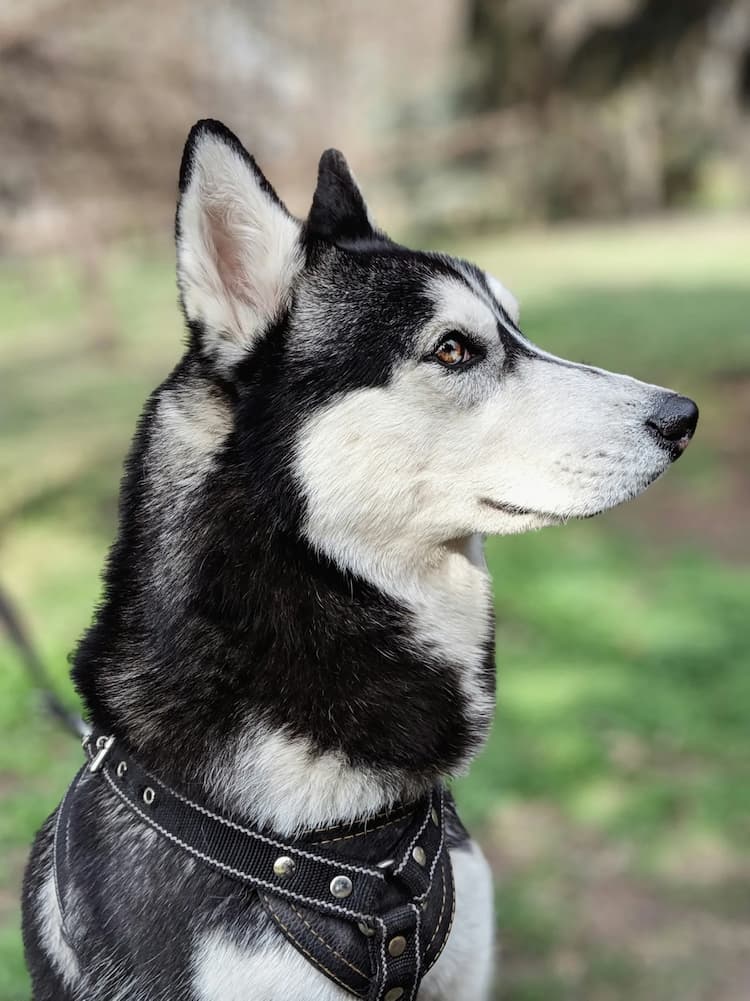 A close-up of a stunning Siberian Husky with black and white fur, wearing a black harness, looking intently to the right with a background of blurred greenery.