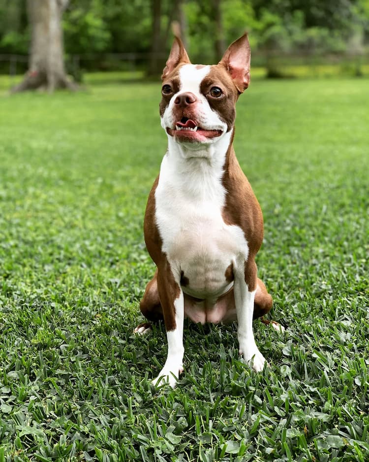 A brown and white Boston Terrier is sitting on green grass outdoors, with trees and fencing in the background.