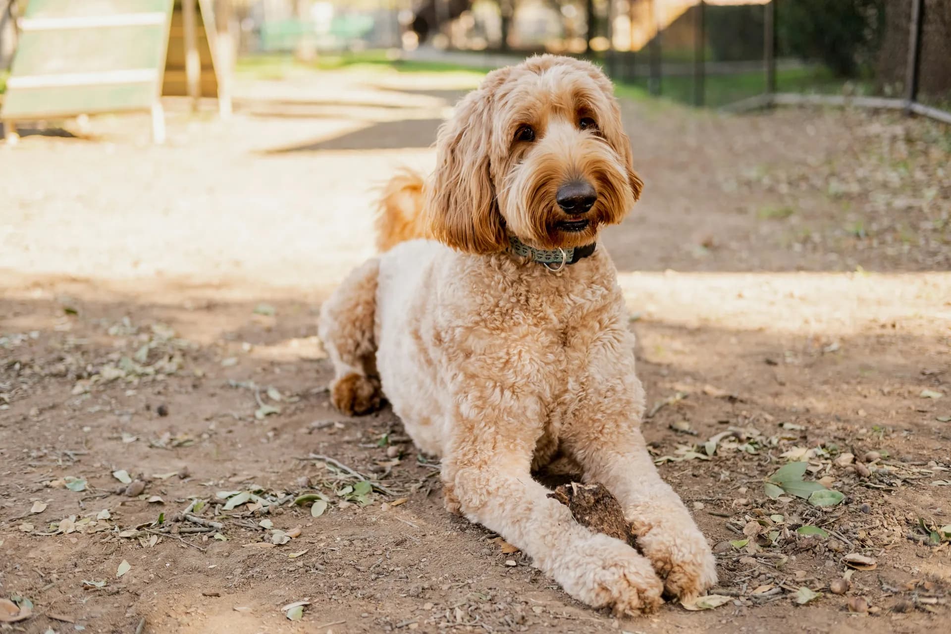 A light brown Goldendoodle with curly fur is lying down on a dirt path outdoors. The dog has a collar and is looking ahead.