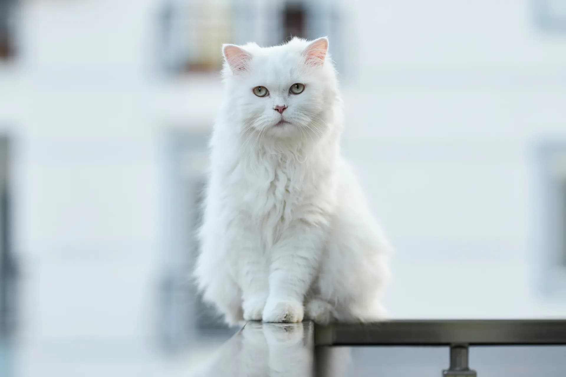 Turkish Angora