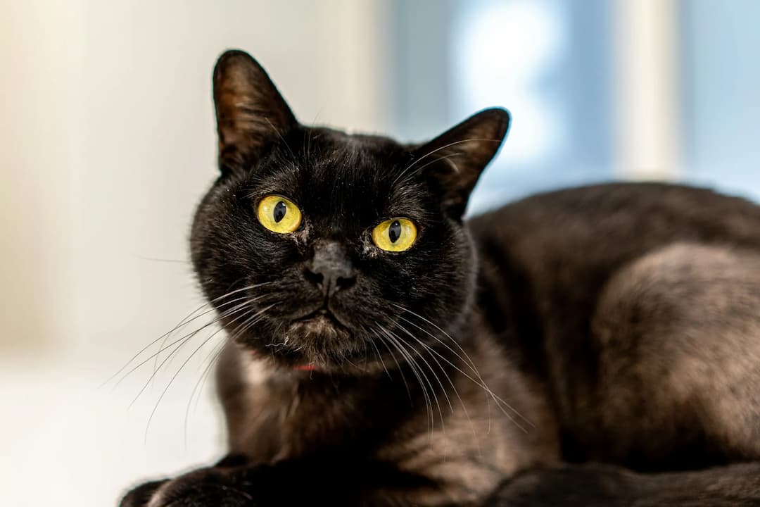 A Bombay cat with bright yellow eyes is lying down, looking directly at the camera.