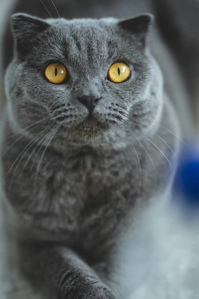 A close-up of a grey Scottish Fold cat with bright yellow eyes staring forward, its front paws relaxed and crossed.