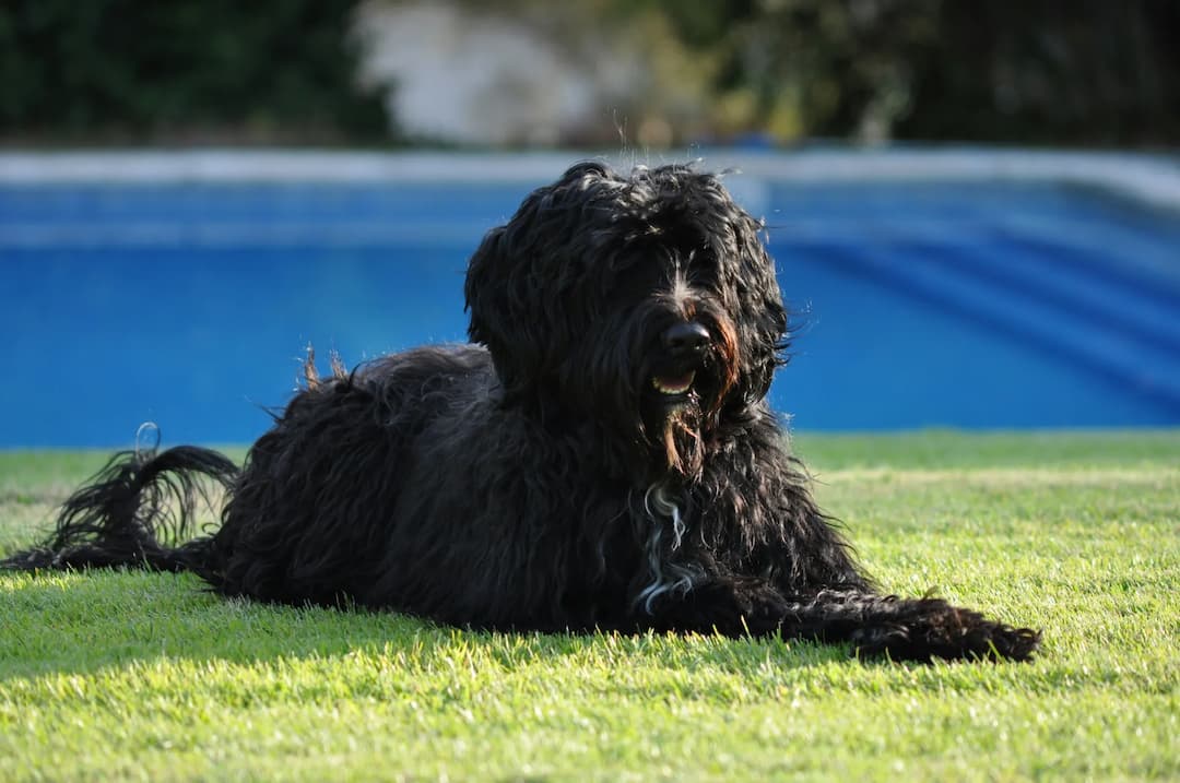 A large, shaggy black Portuguese Water dog is lying on green grass with a blue swimming pool in the background.